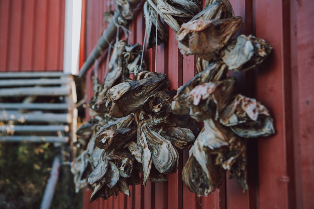 a bunch of dried leaves hanging from a red wall