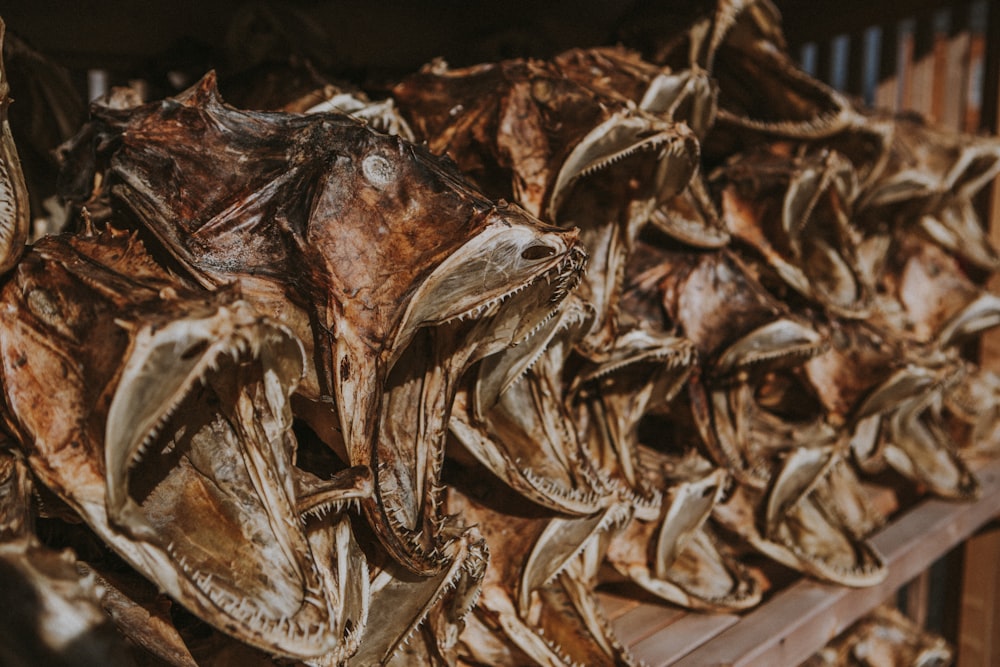 a bunch of dead birds hanging on a wall