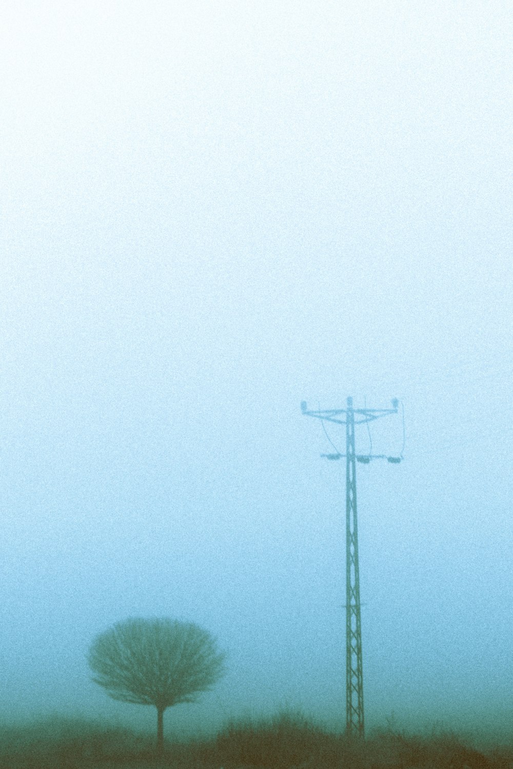 a foggy field with a telephone pole and a tree