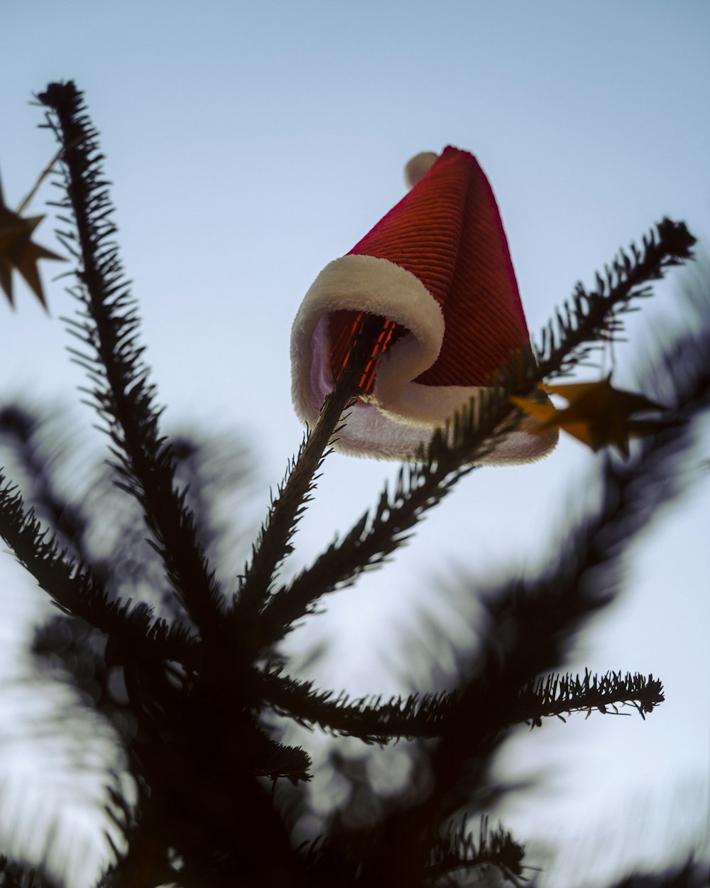 a santa hat on top of a pine tree