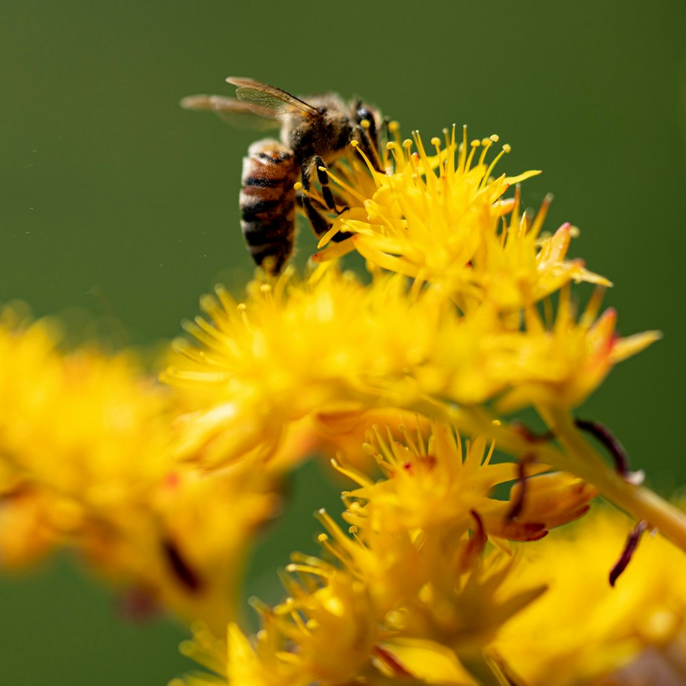 a close up of a bee on a yellow flower