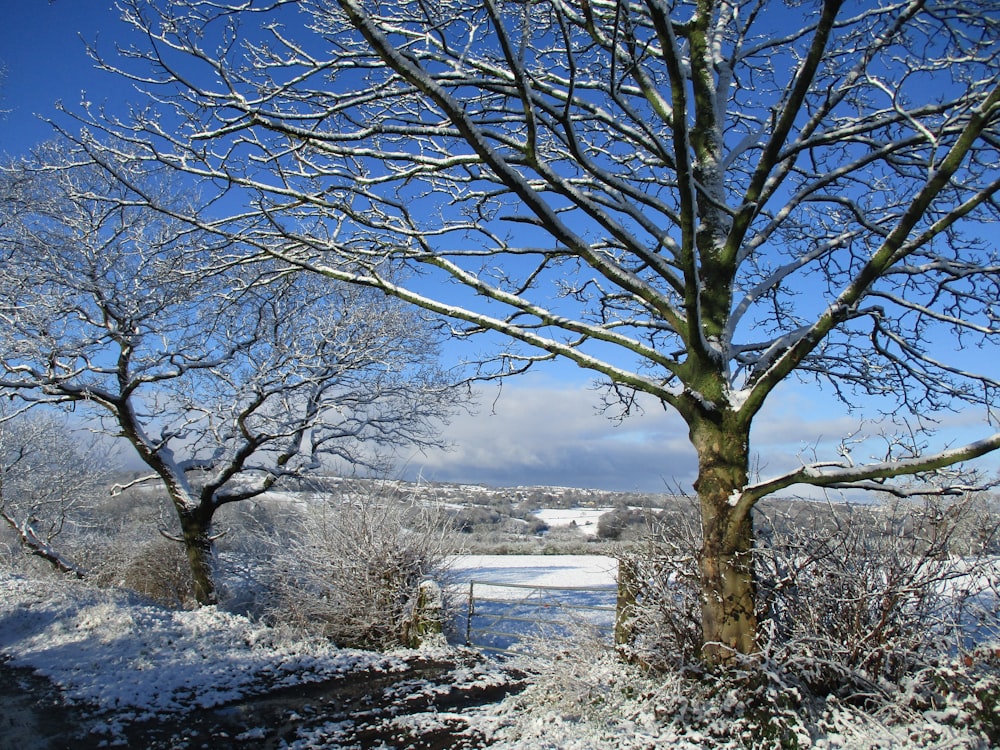 a snow covered field with trees and a blue sky