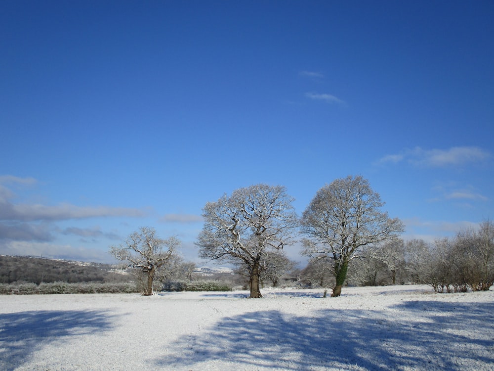 a snow covered field with trees and a blue sky