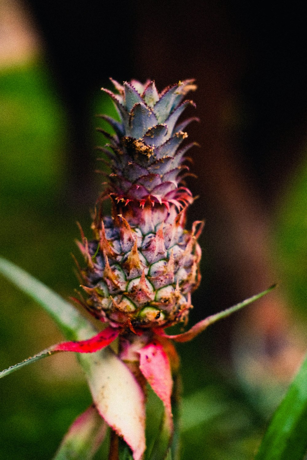 a close up of a pineapple on a plant