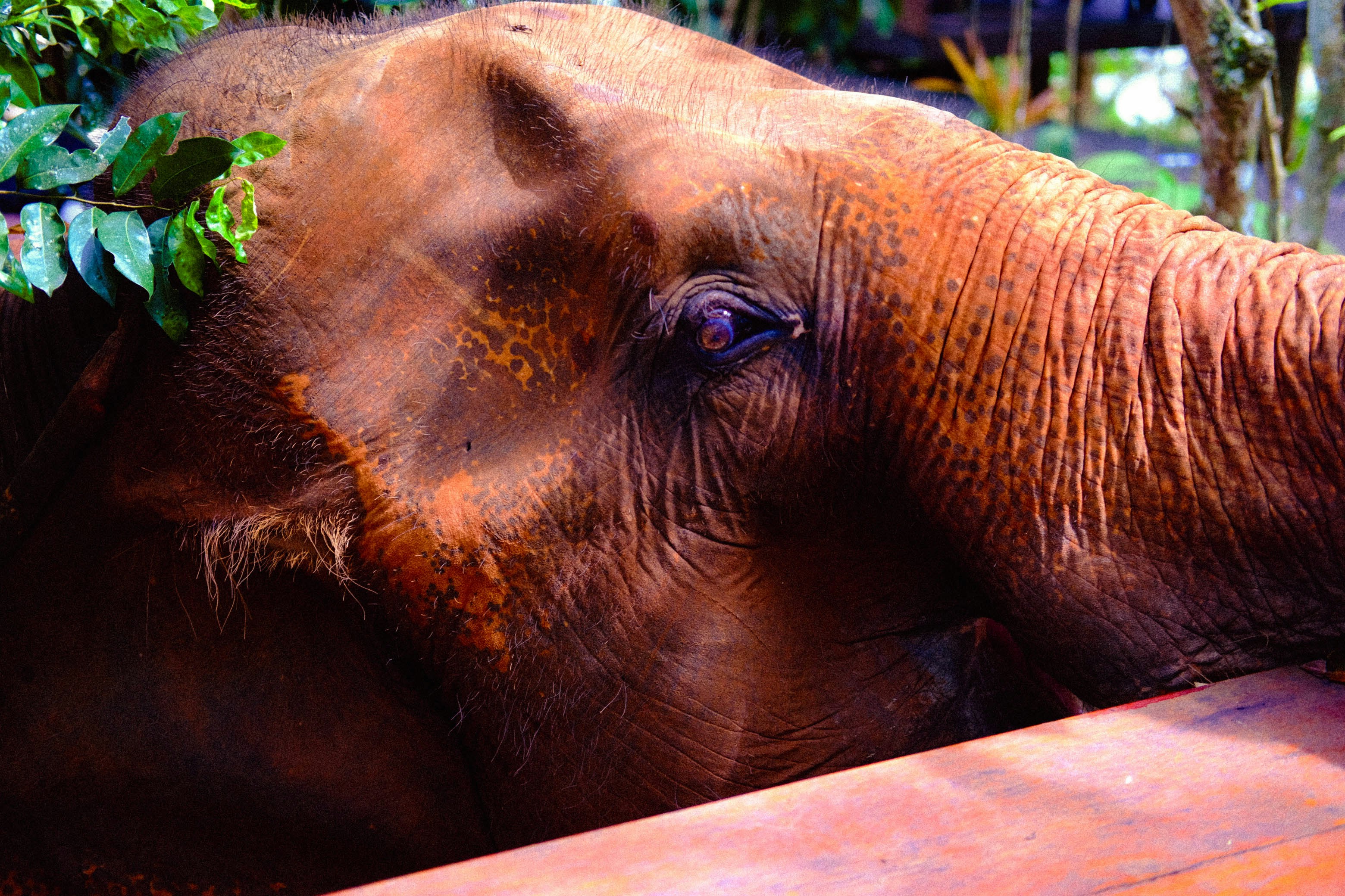 a close up of an elephant with a tree in its trunk, 