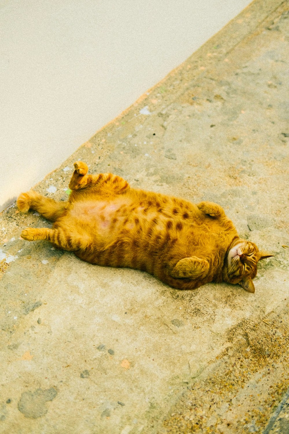 a cat that is laying down on the ground