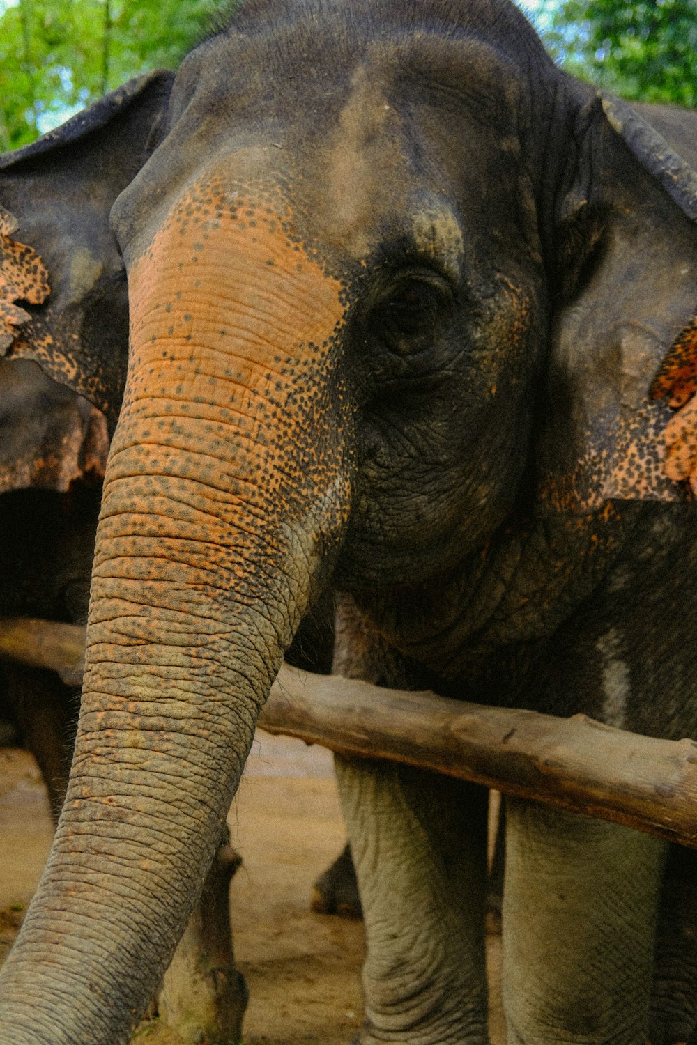 a close up of an elephant with mud on it's face