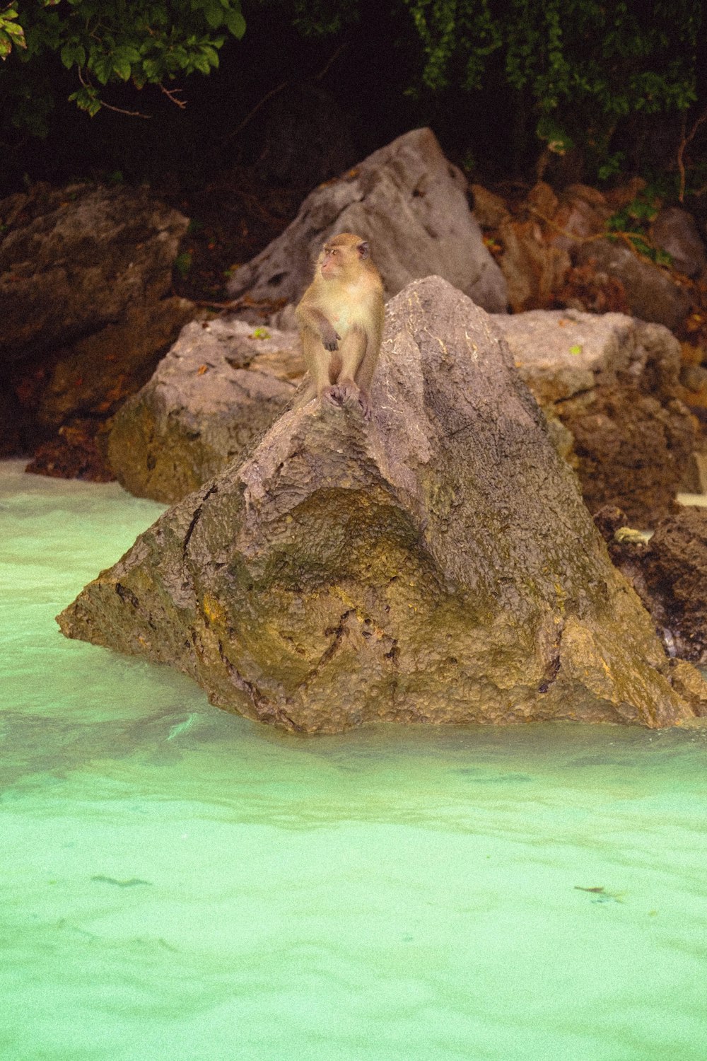 a monkey sitting on a rock in a river