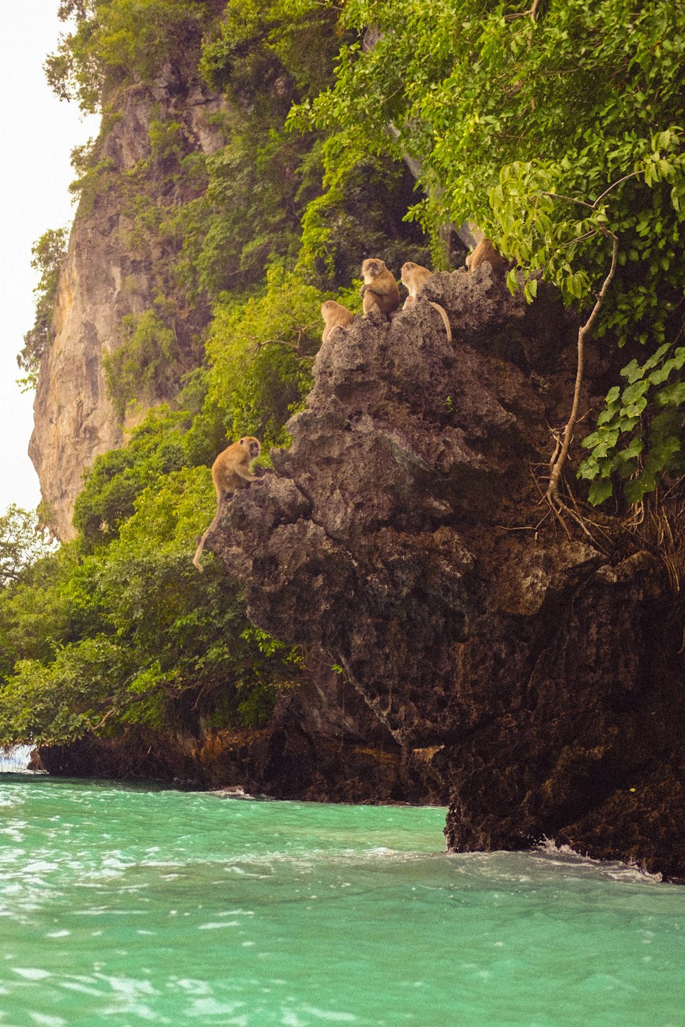 a group of animals sitting on top of a cliff