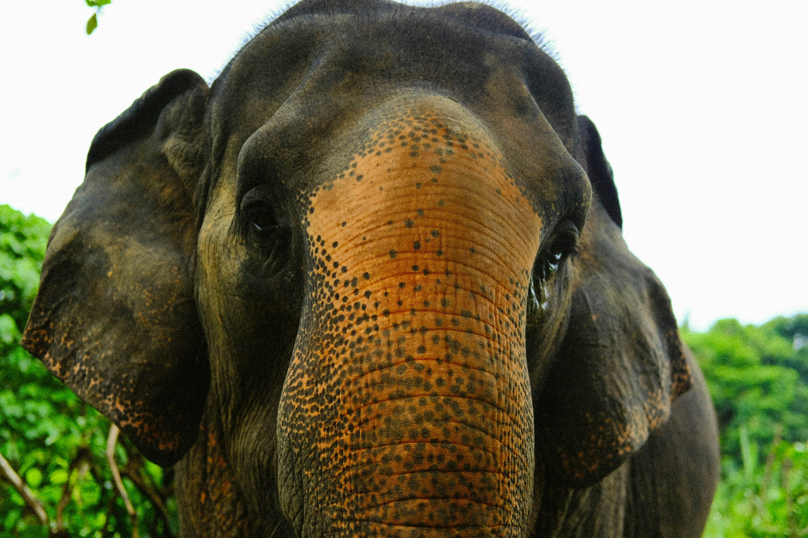 a close up of an elephant with trees in the background