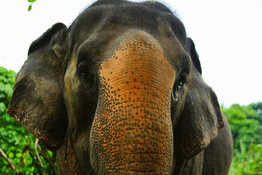 a close up of an elephant with trees in the background