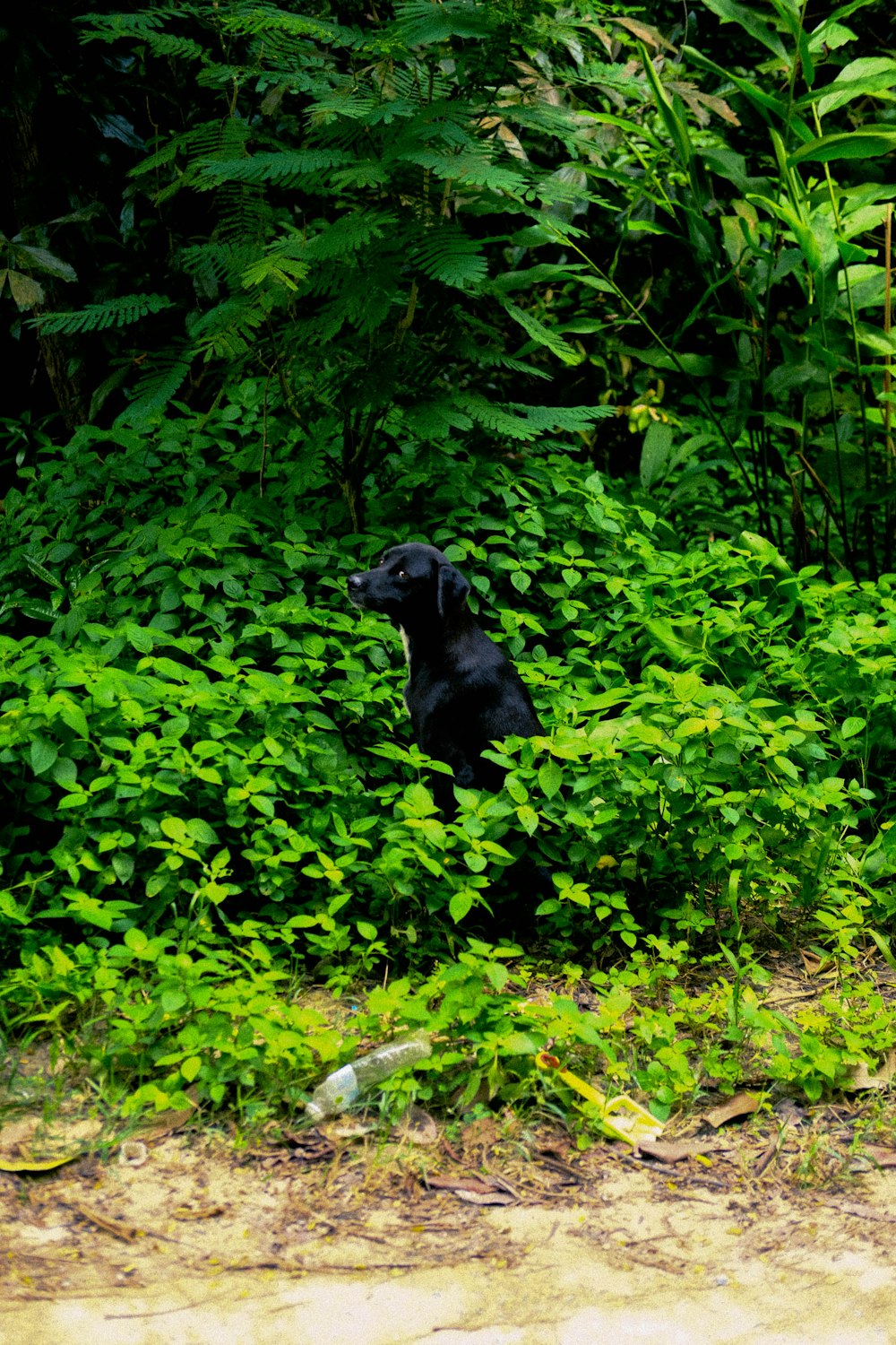 a black dog sitting in the middle of a lush green forest