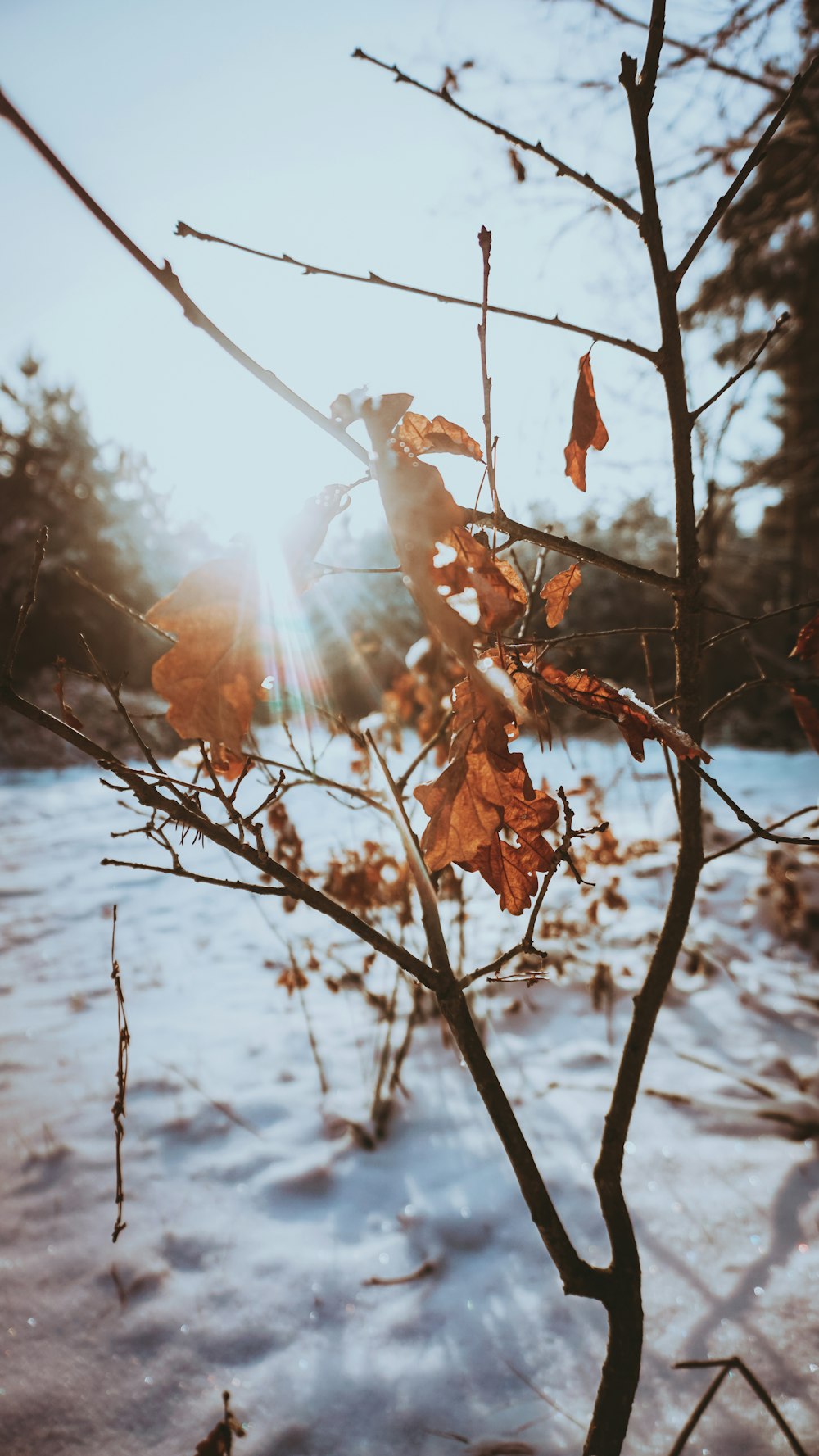 the sun shines through the branches of a tree