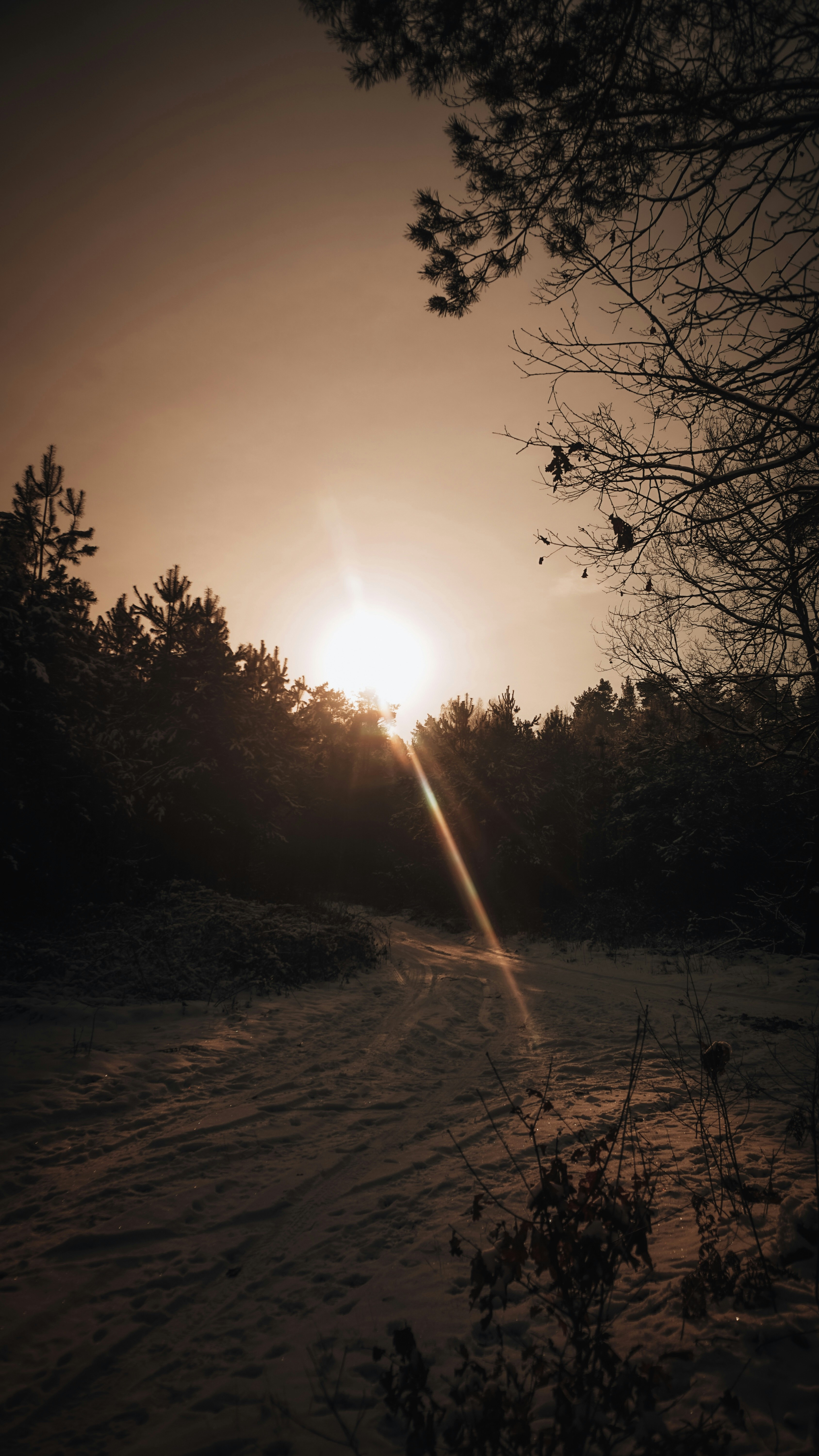 Photo by arienulf