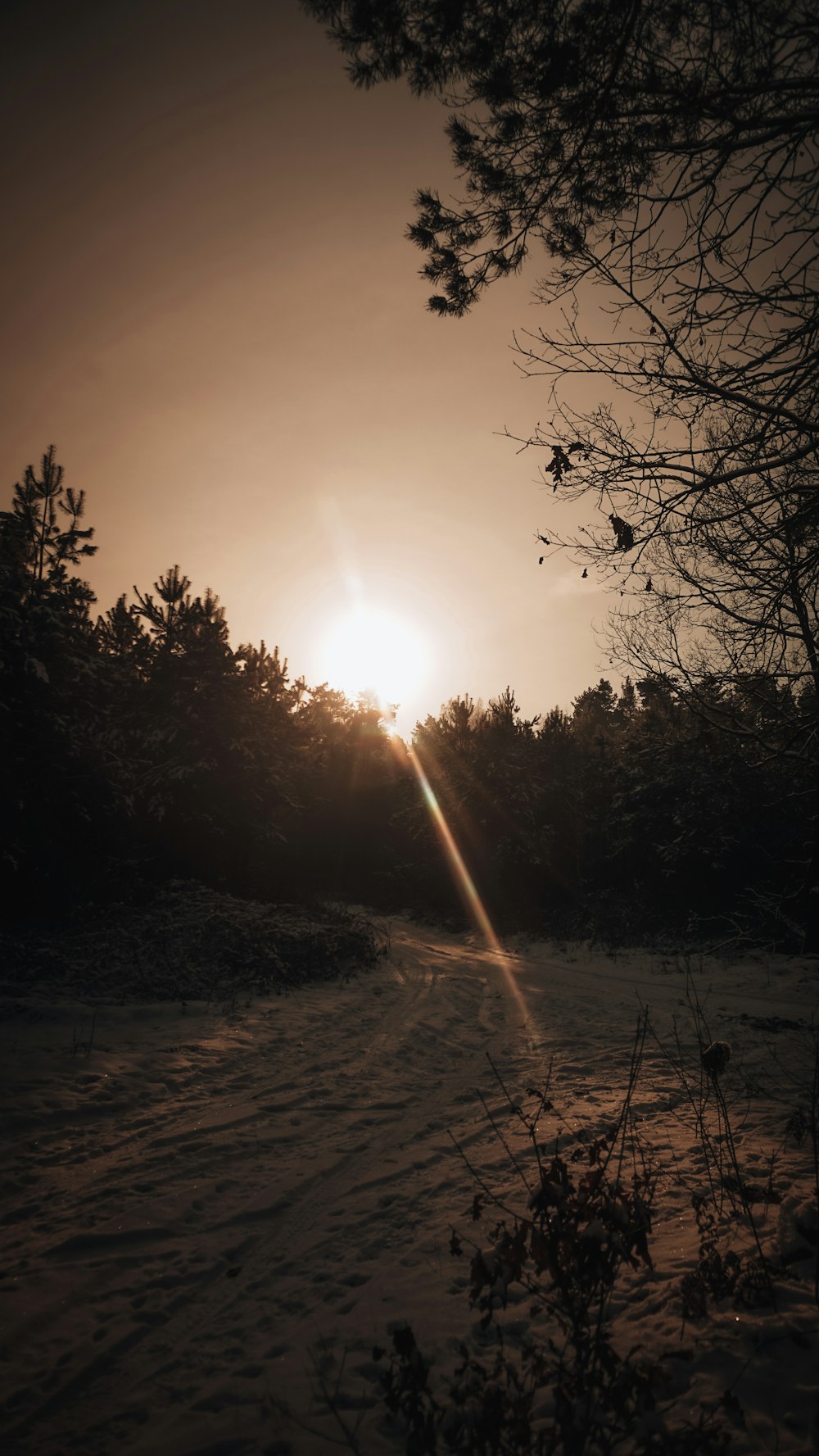 the sun is shining through the trees in the snow