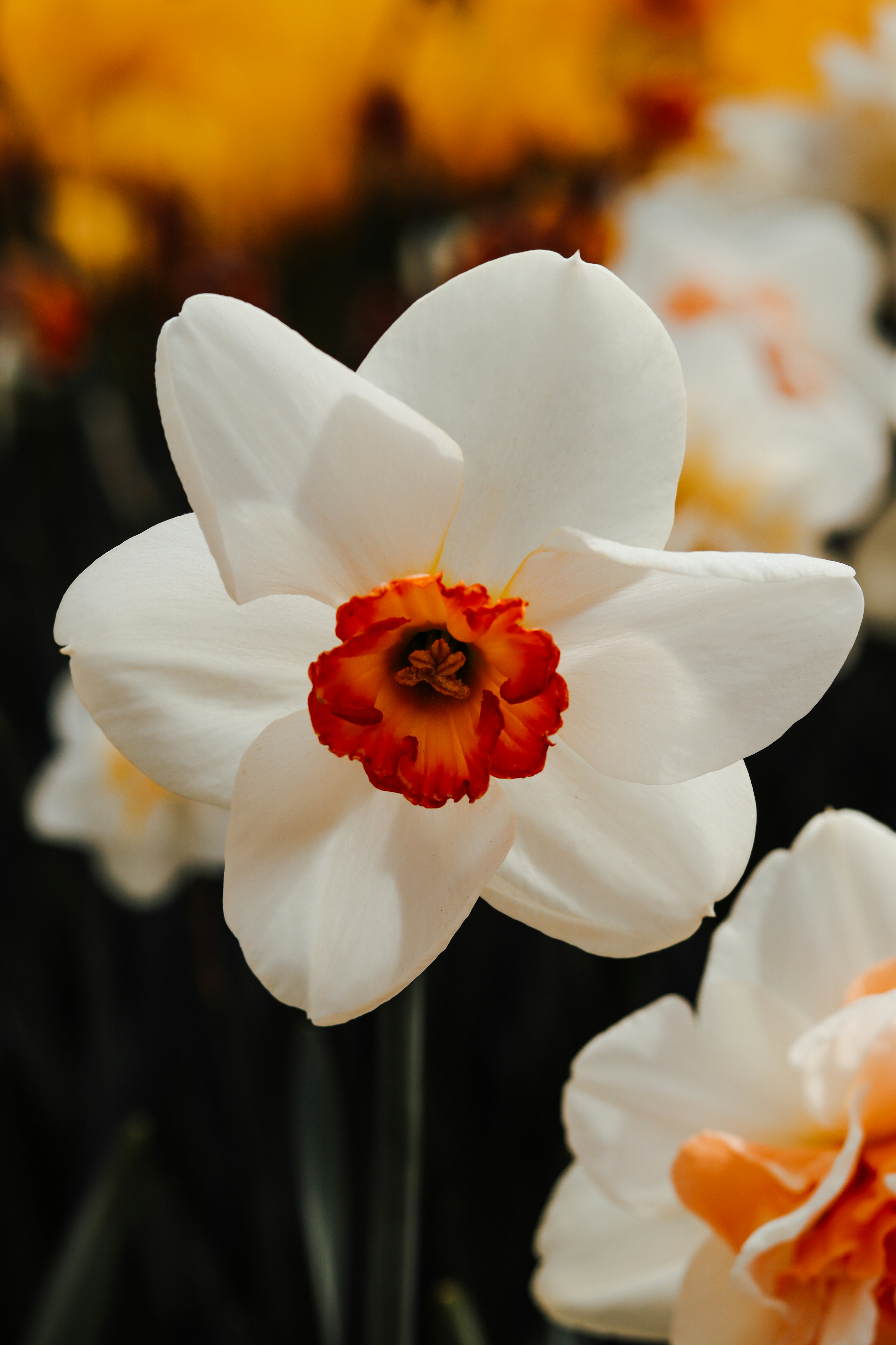 Eine Gruppe weißer und orangefarbener Blumen auf einem Feld