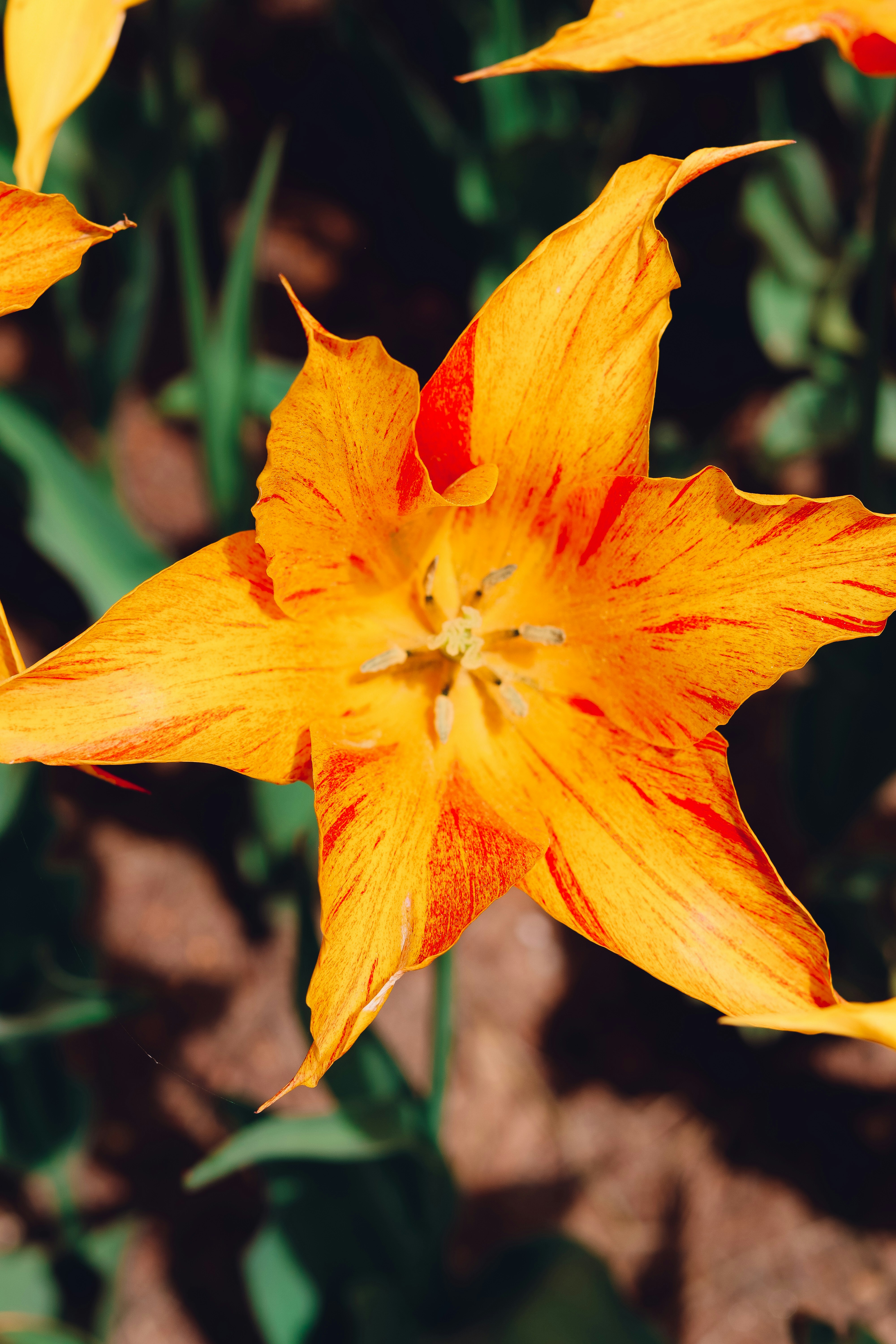 Nahaufnahme einer gelben und roten Blume