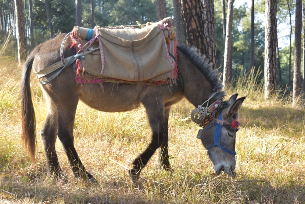 a donkey with a blanket on its back grazing in a field