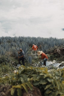 Three people are working in a lush field of blue agave plants. They appear to be using tools to harvest or tend to the plants, with greenery and foliage surrounding them. The sky above is overcast, adding a natural, serene backdrop.