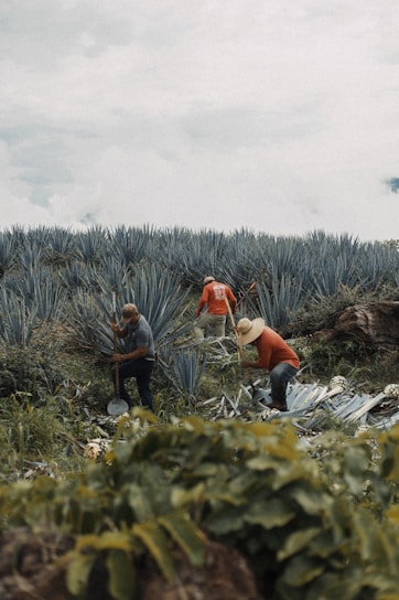 Close-up of hands carefully harvesting agave hearts for artisanal mezcal production