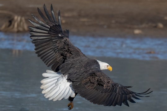 A majestic bald eagle is captured in mid-flight with wings spread wide, soaring over a body of water. Its sharp beak and striking white head contrast with its dark plumage. The background features a blurred shoreline, hinting at a natural habitat.