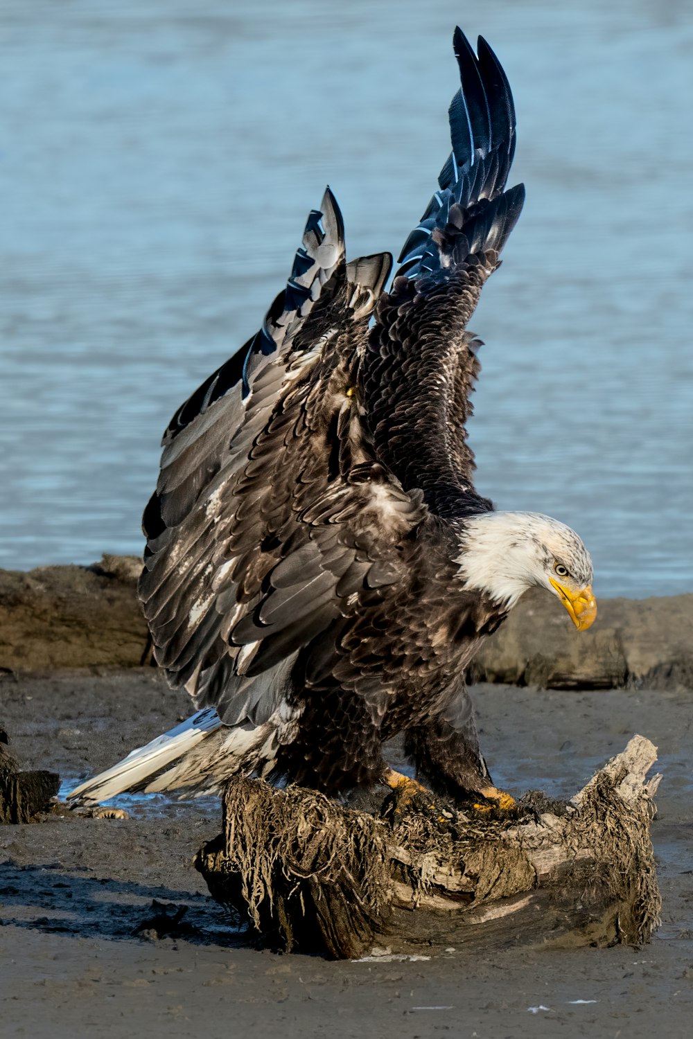 a bald eagle spreads its wings on a log