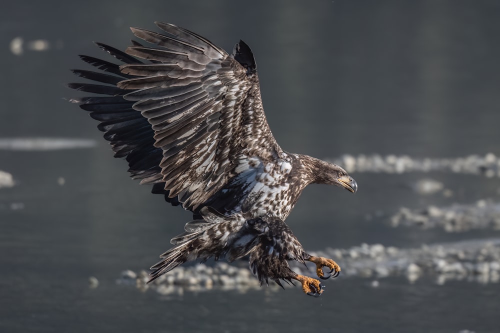 a large bird flying over a body of water