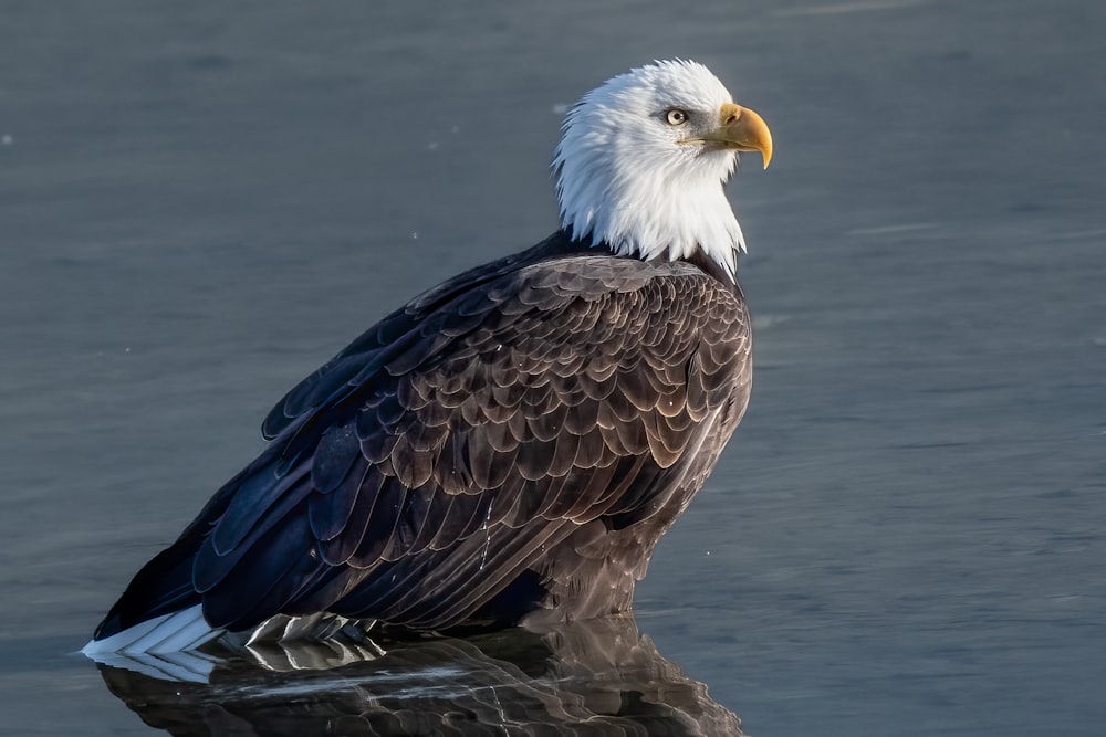 a bald eagle sitting on top of a body of water