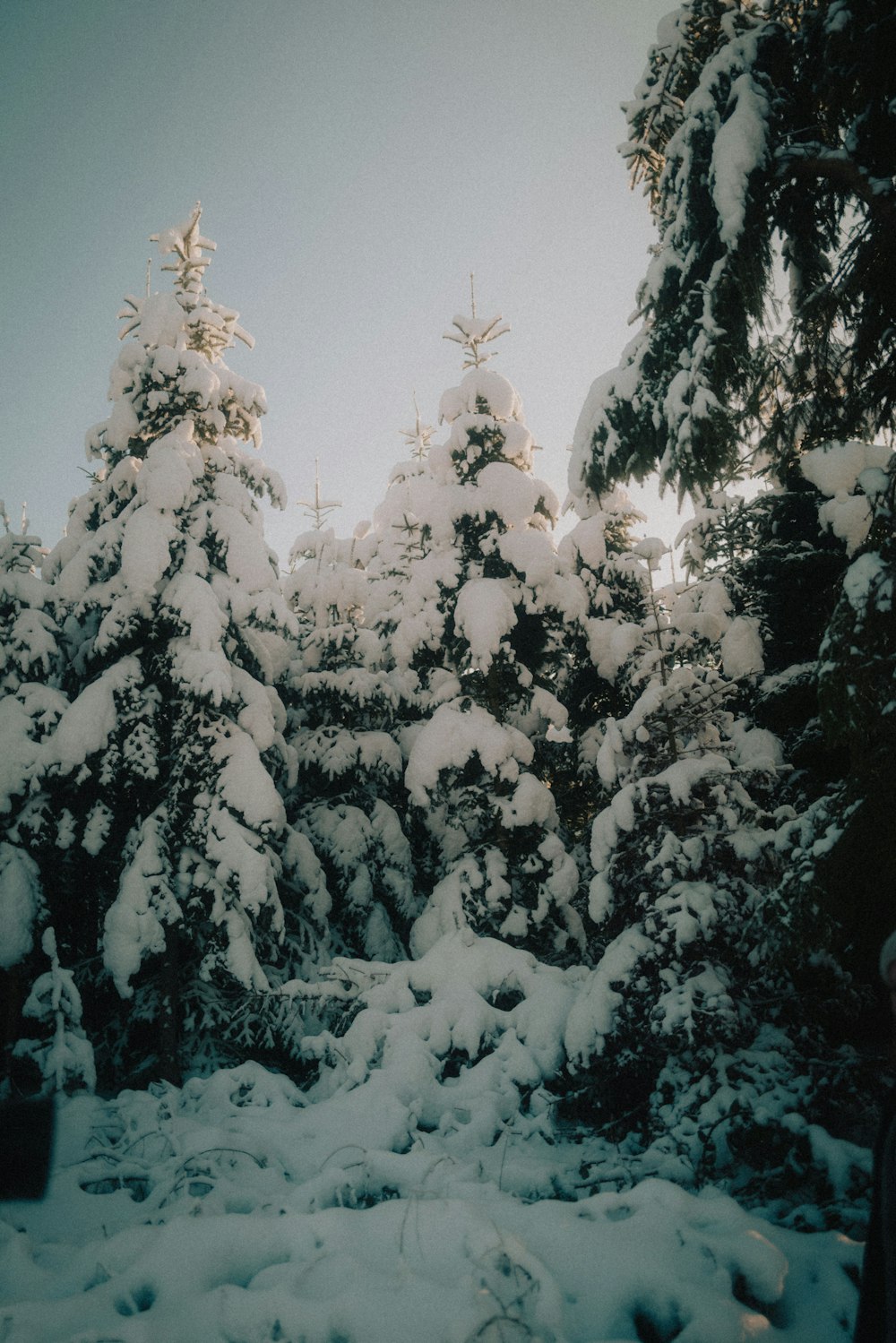 a person standing in front of snow covered trees