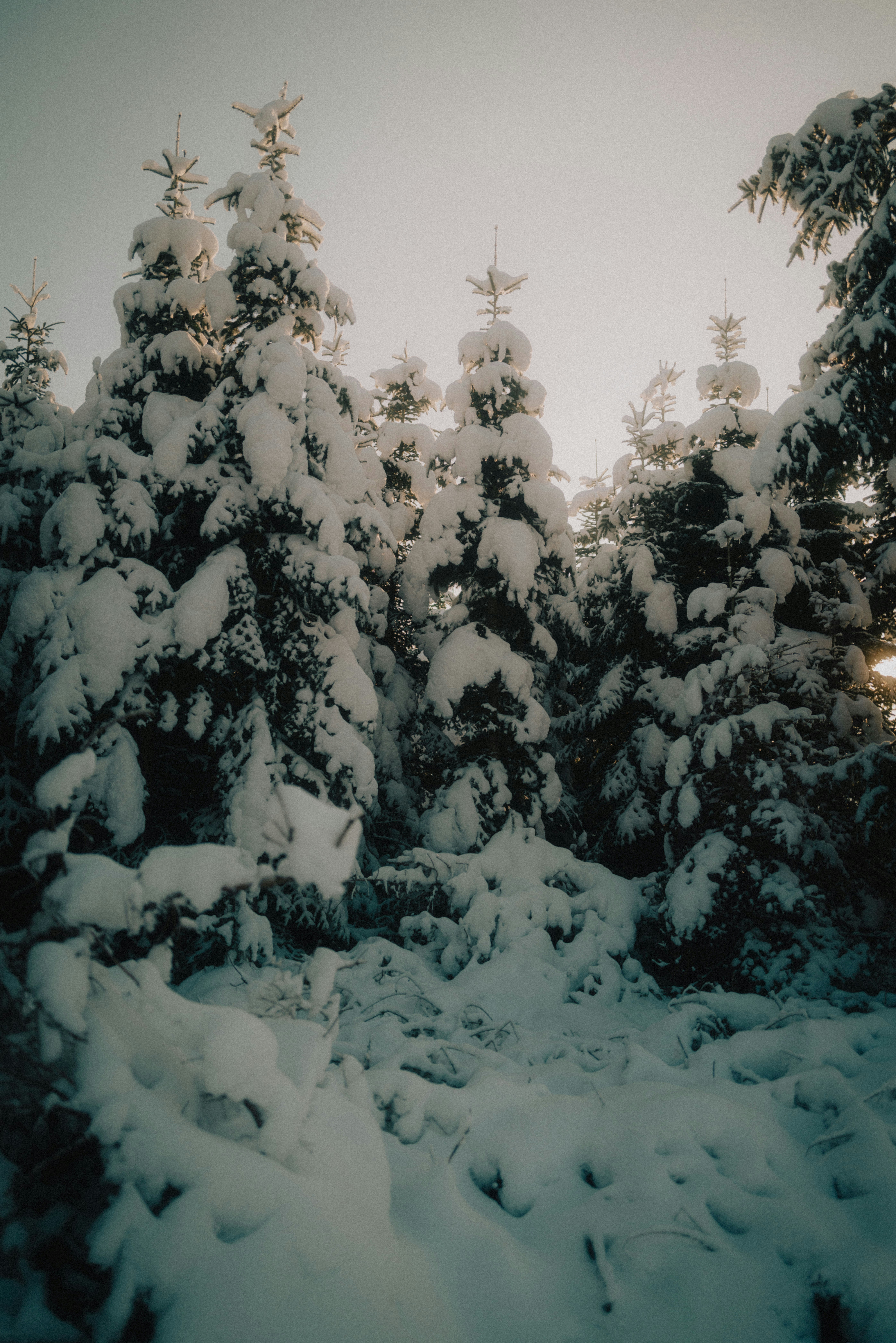 a snow covered forest filled with lots of trees