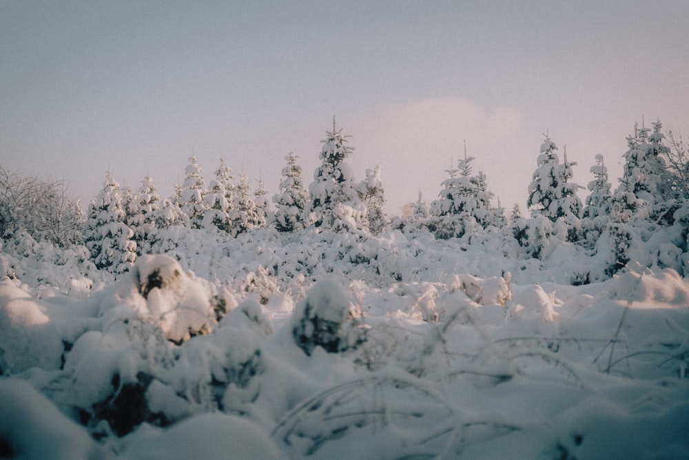 a snow covered forest with lots of trees