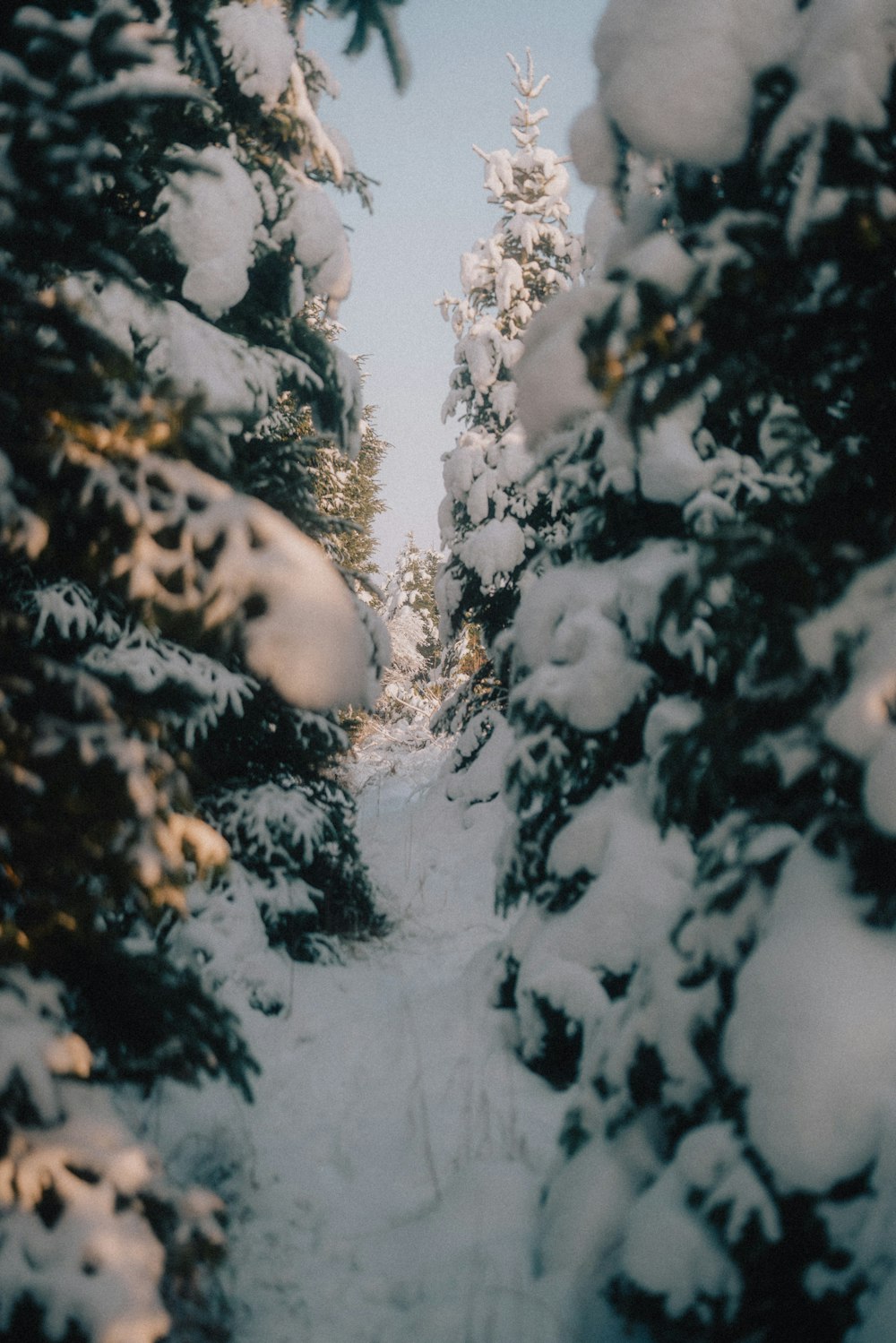 a snow covered path between two evergreen trees