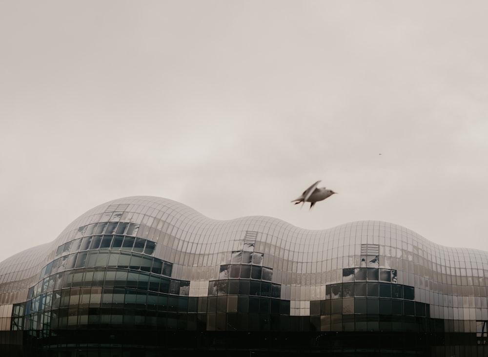 a bird flying over a building with a curved roof