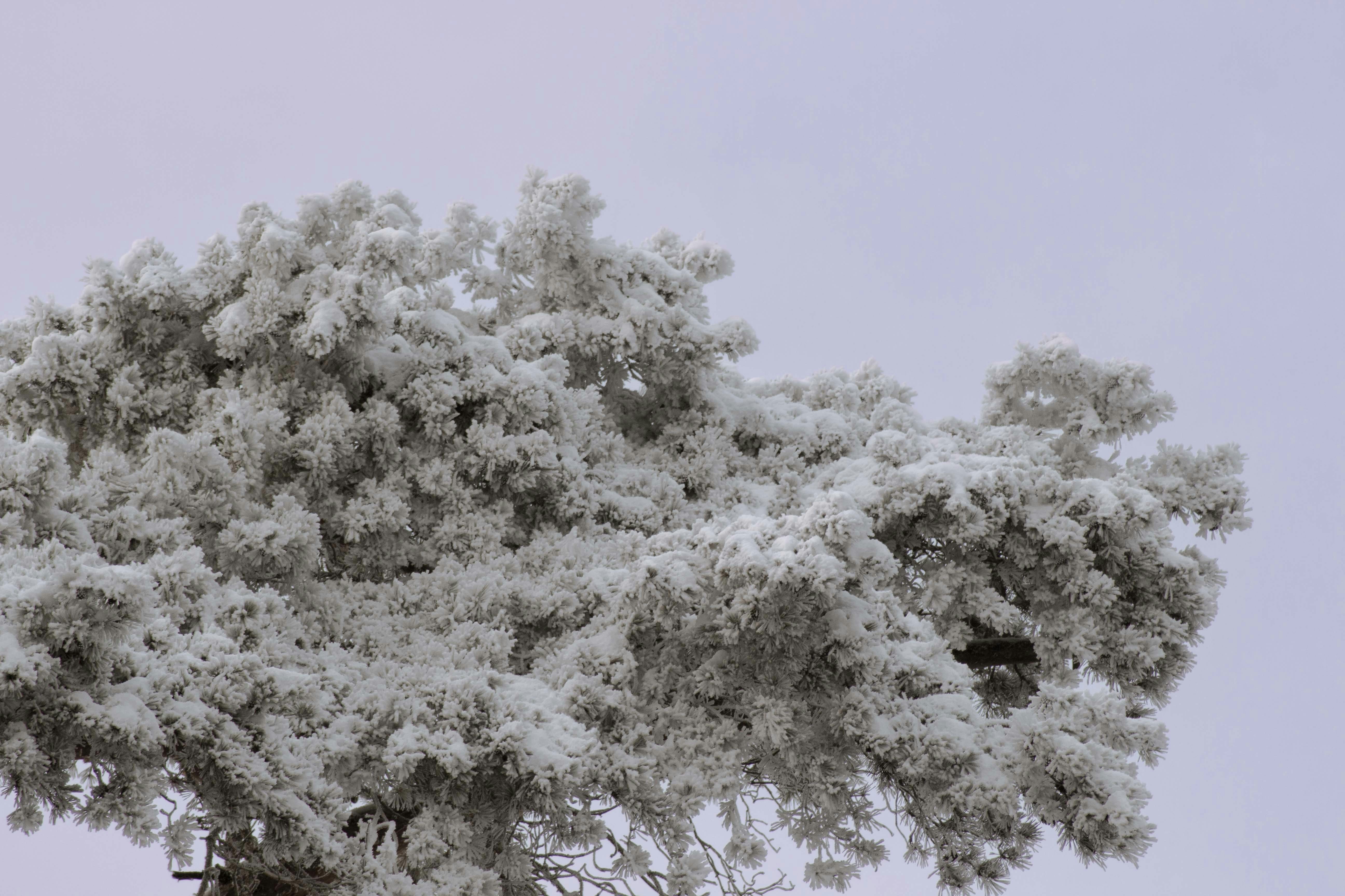 Un árbol muy alto cubierto de mucha nieve