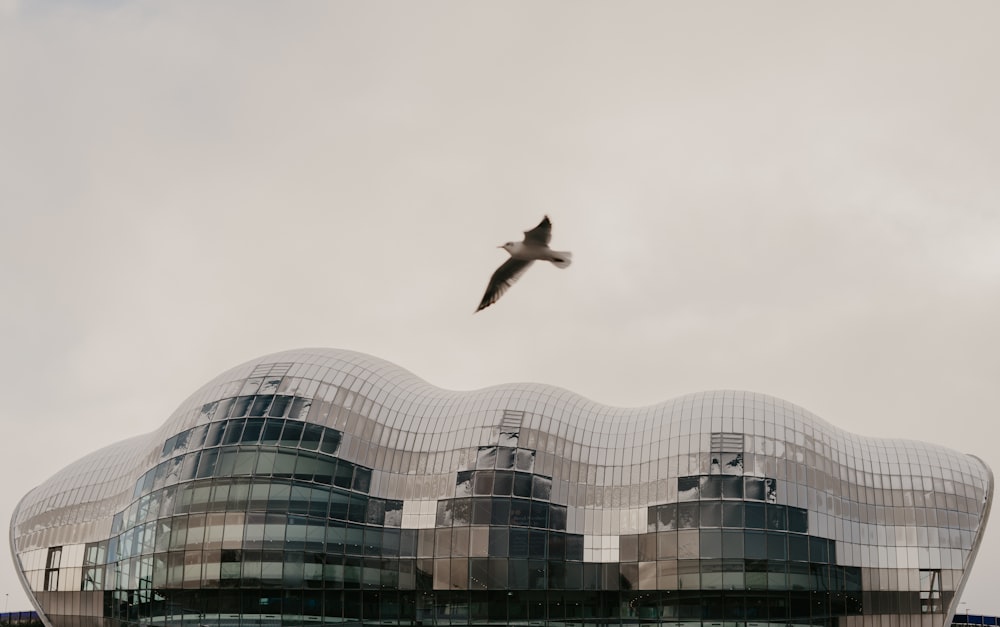 a bird flying over a building with a curved roof