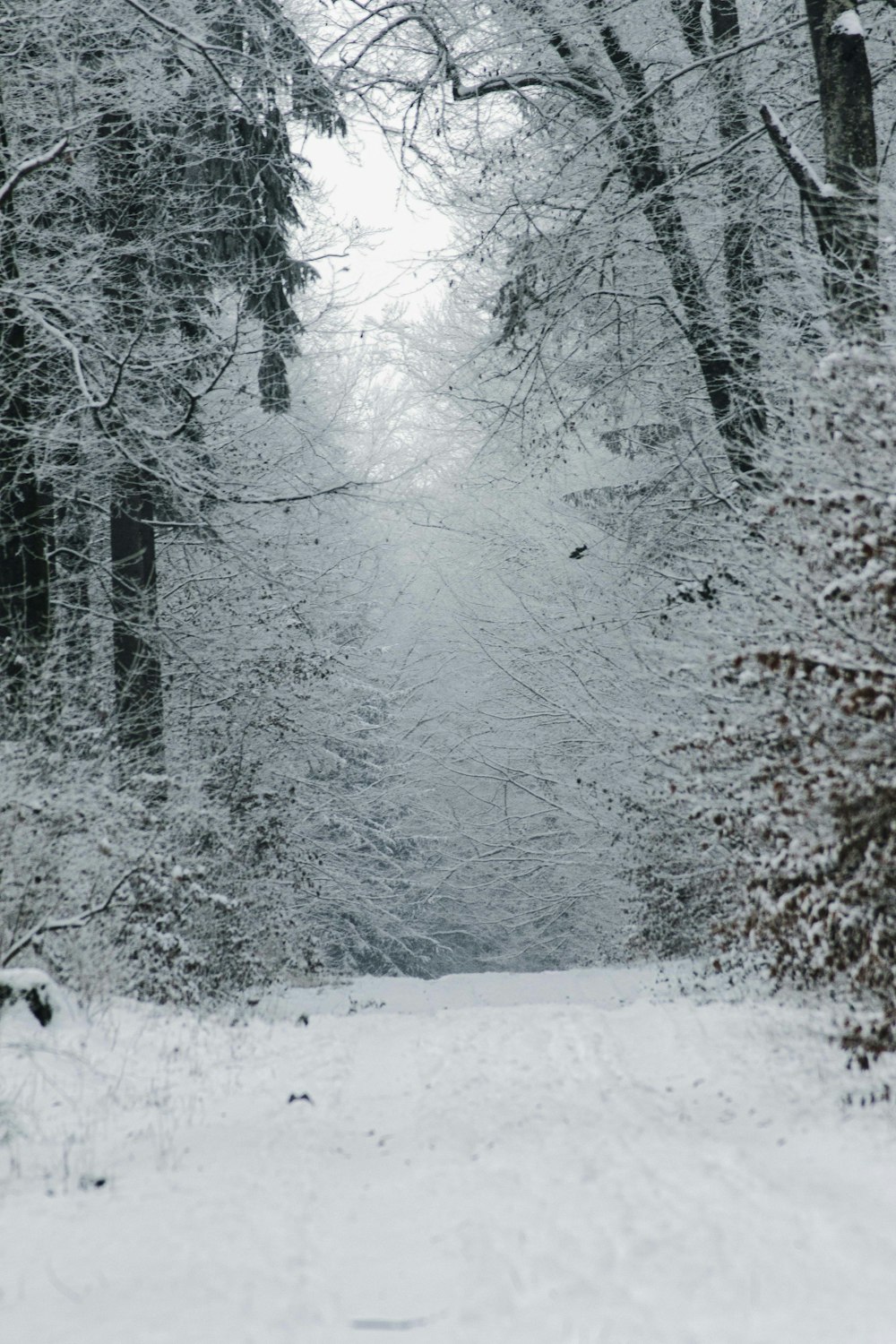 a snow covered path through a forest with lots of trees