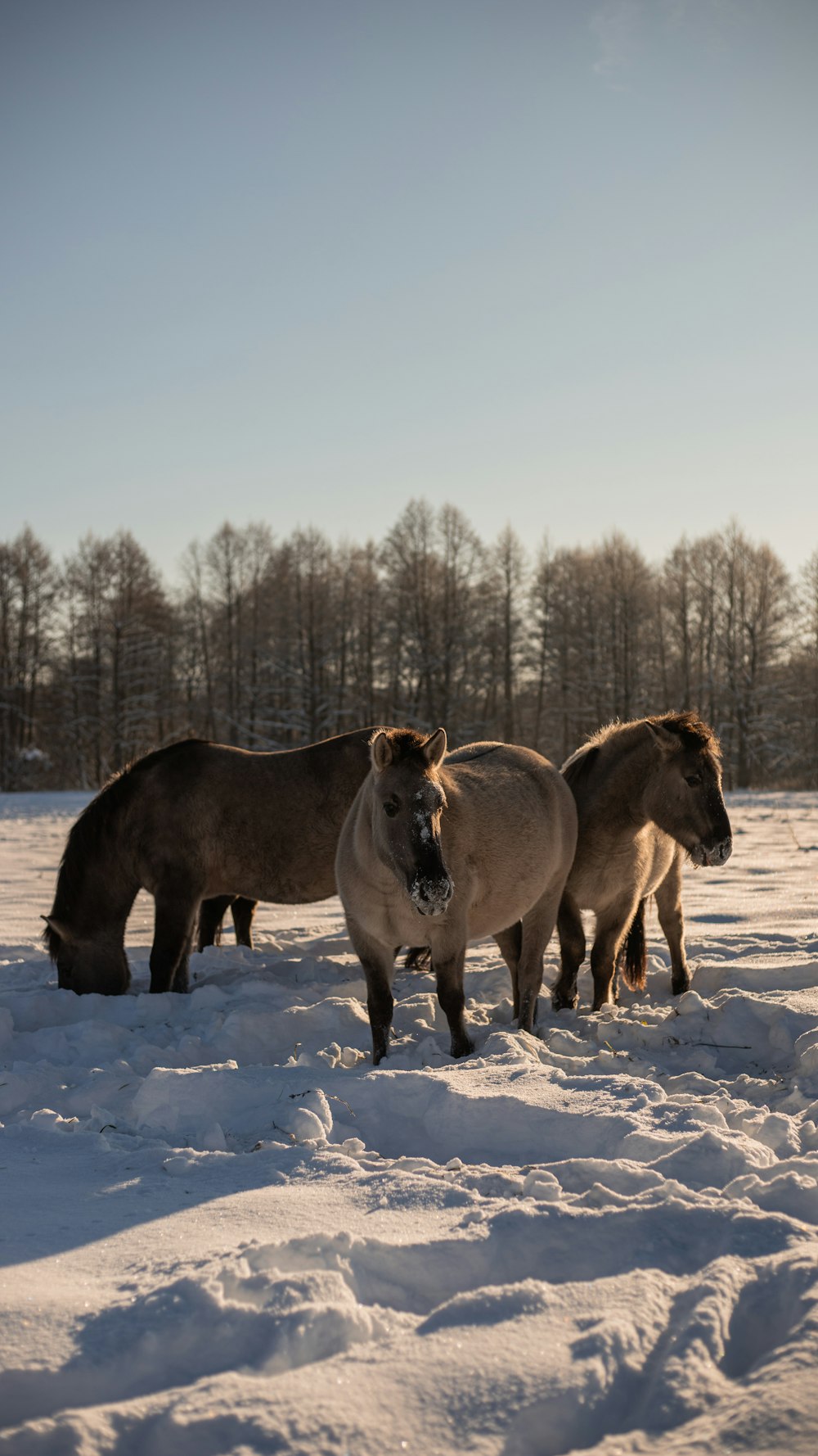 a group of horses standing in the snow