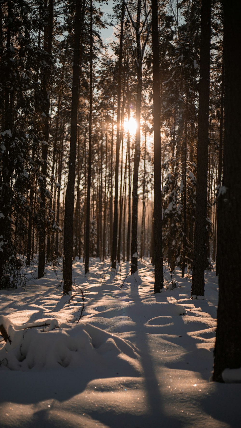 the sun is shining through the trees in the snow