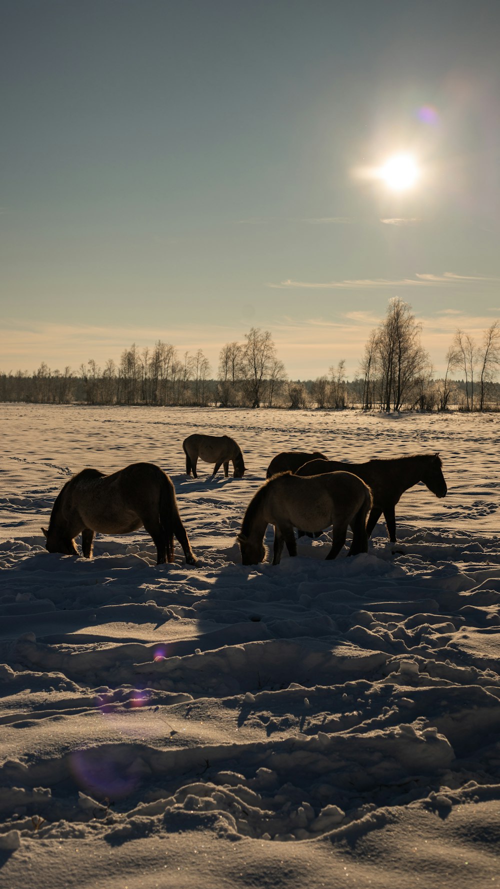 a group of horses grazing in the snow