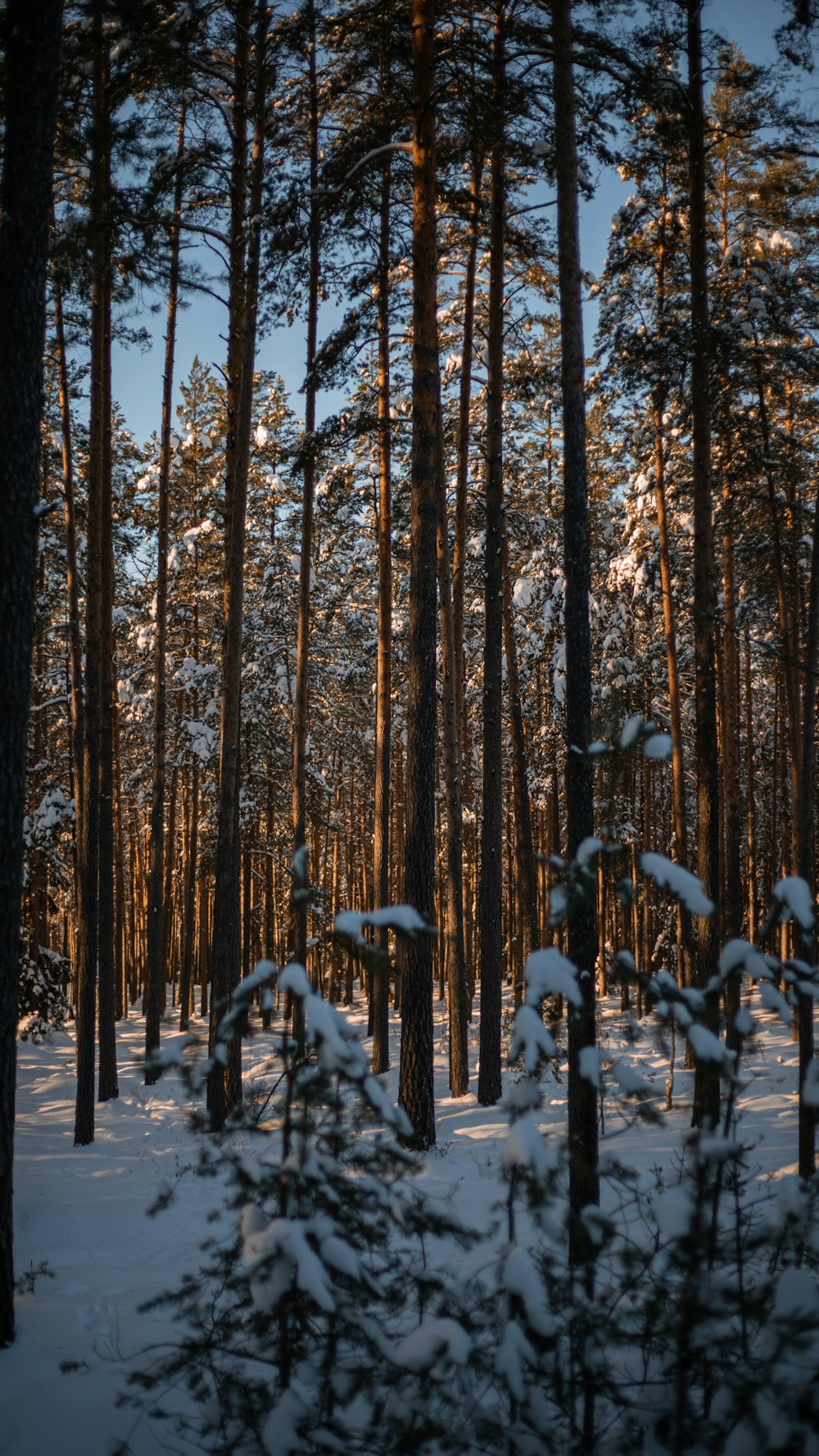 a forest filled with lots of trees covered in snow