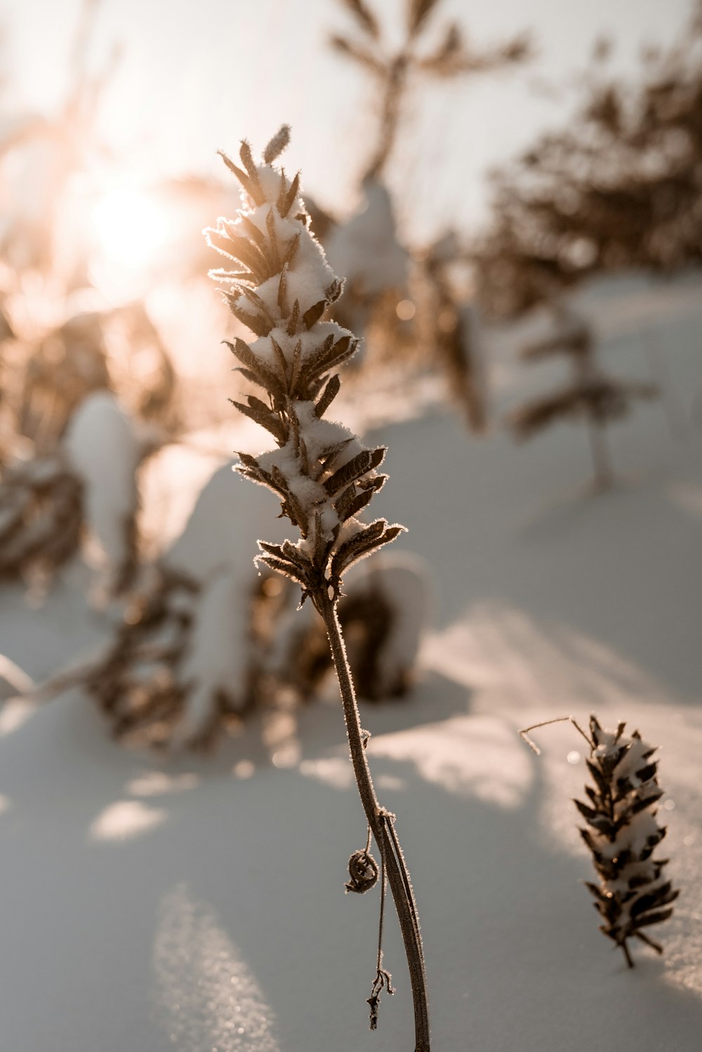 a close up of a plant in the snow
