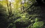 a lush green forest filled with lots of trees