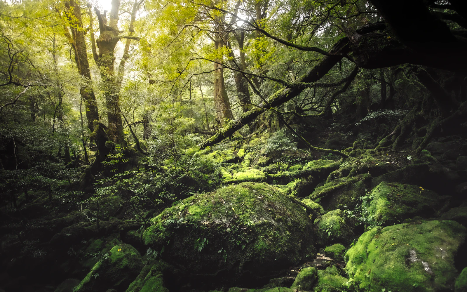 A mossy forest of tall trees in soft green light