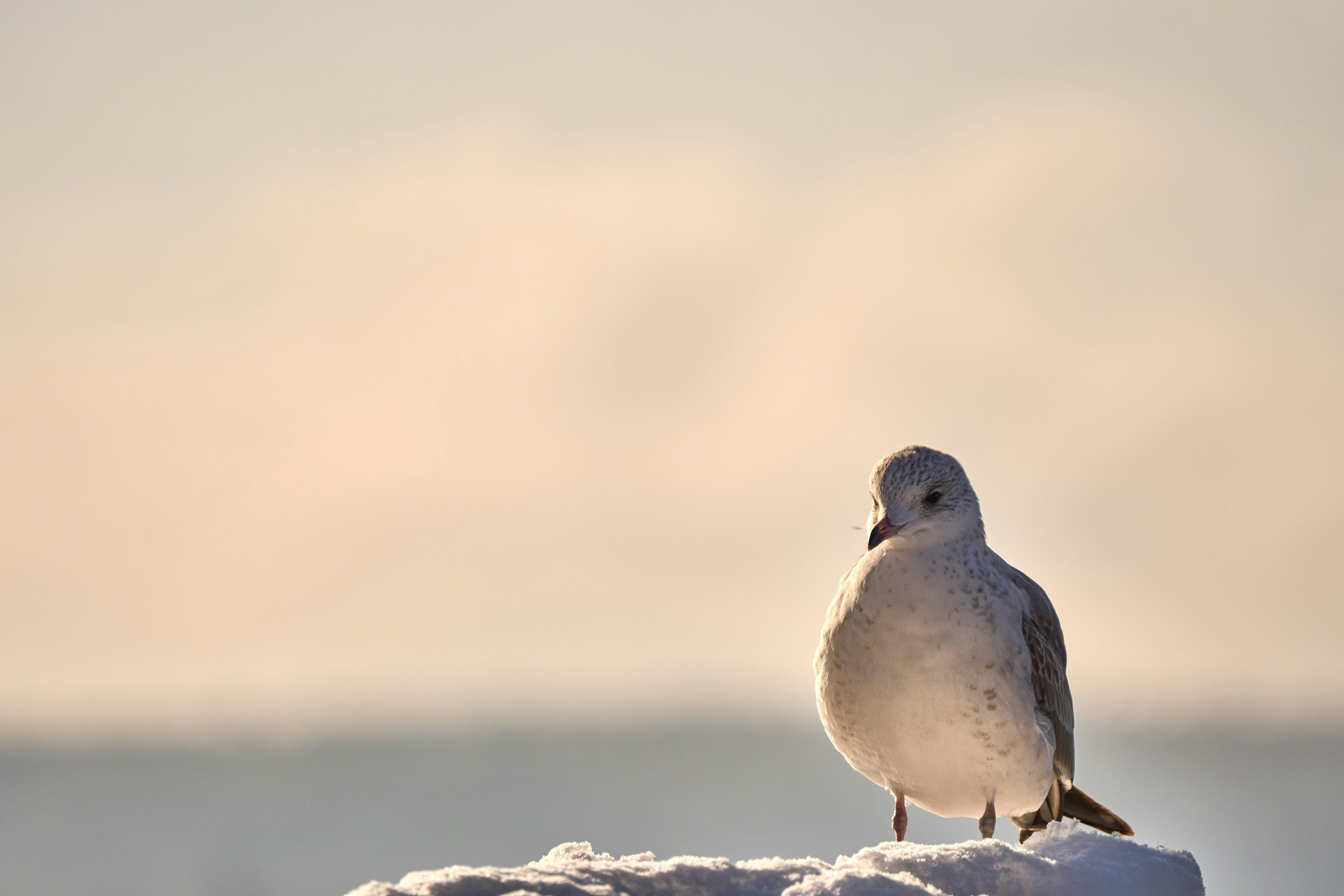 Photo by wolfgang_hasselmann