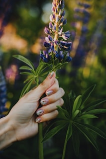 A hand with well-manicured nails gently holds a stem of lupine flowers with purple petals and green leaves. The background is filled with greenery and blurred flowers, suggesting a lush garden or wildflower setting.