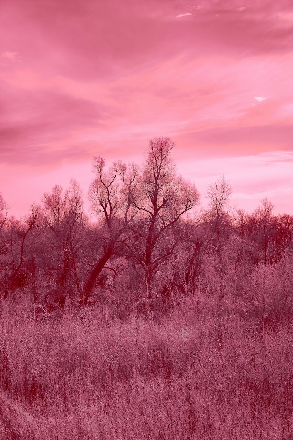 a pink sky with some trees in the foreground