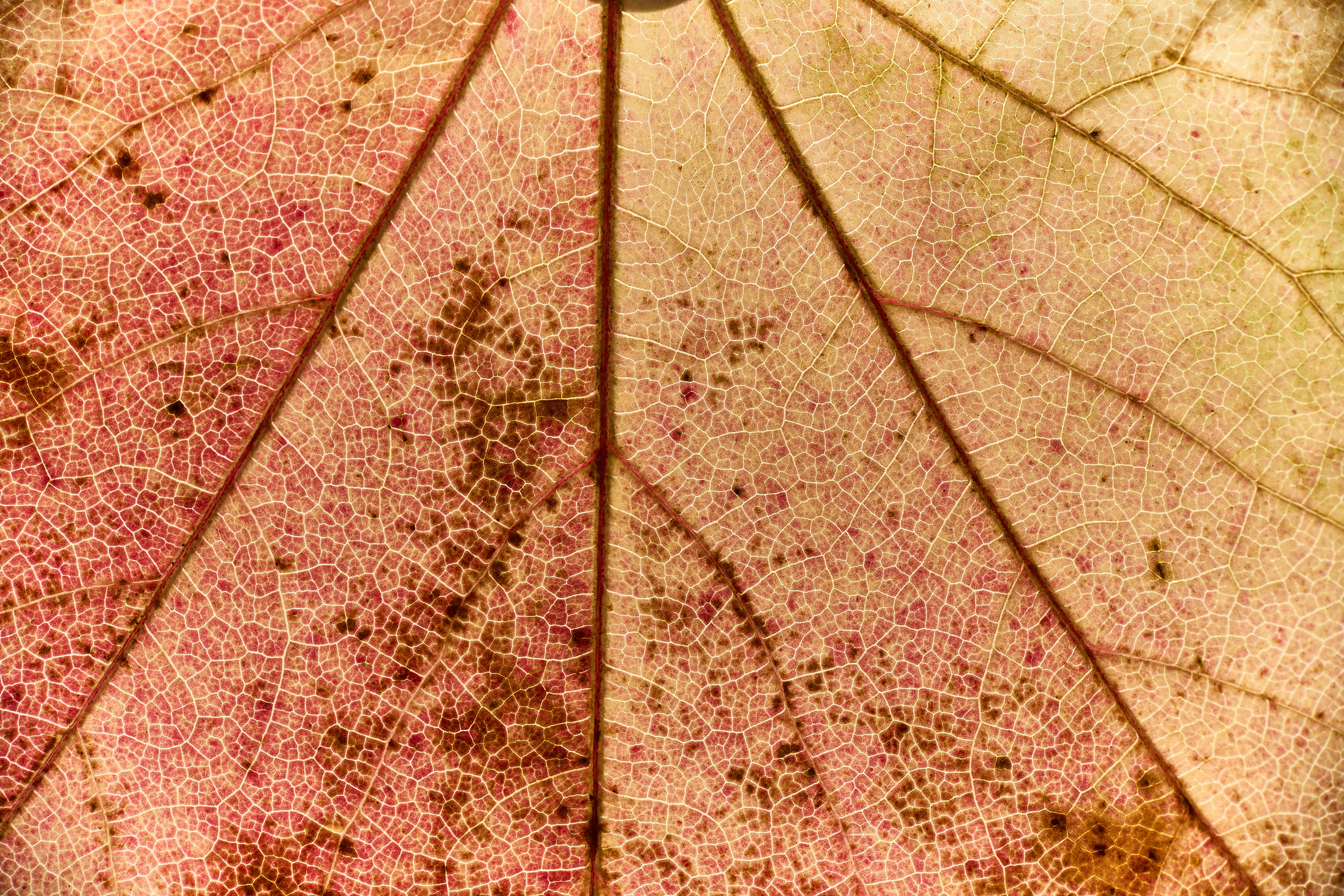 Photo by wolfgang_hasselmann