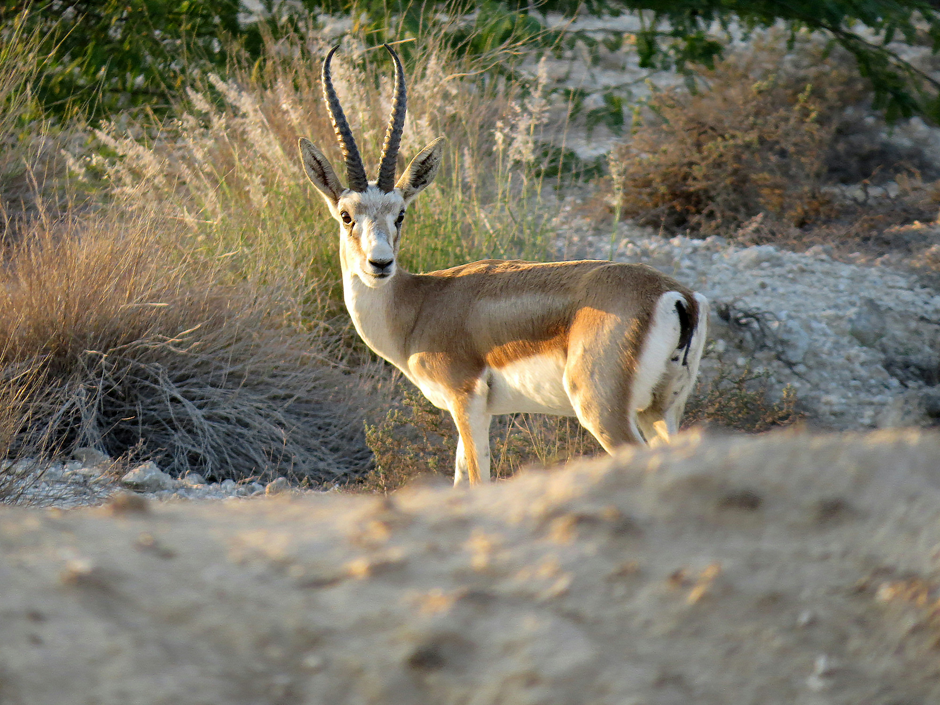 Photo by aliarjmandi