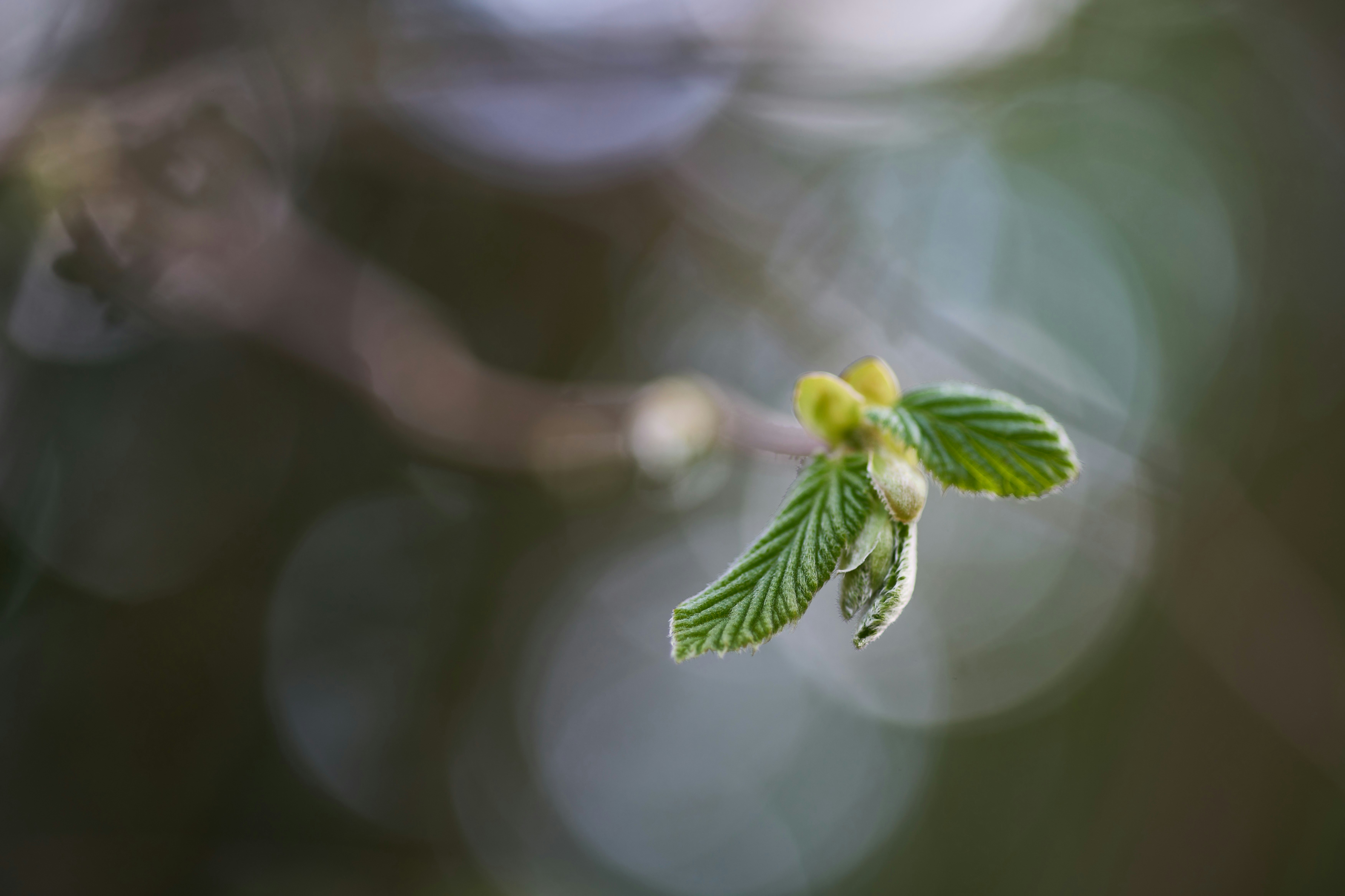 Photo by wolfgang_hasselmann