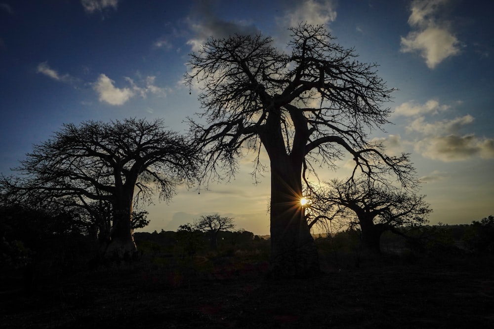 the sun is setting behind a bao tree